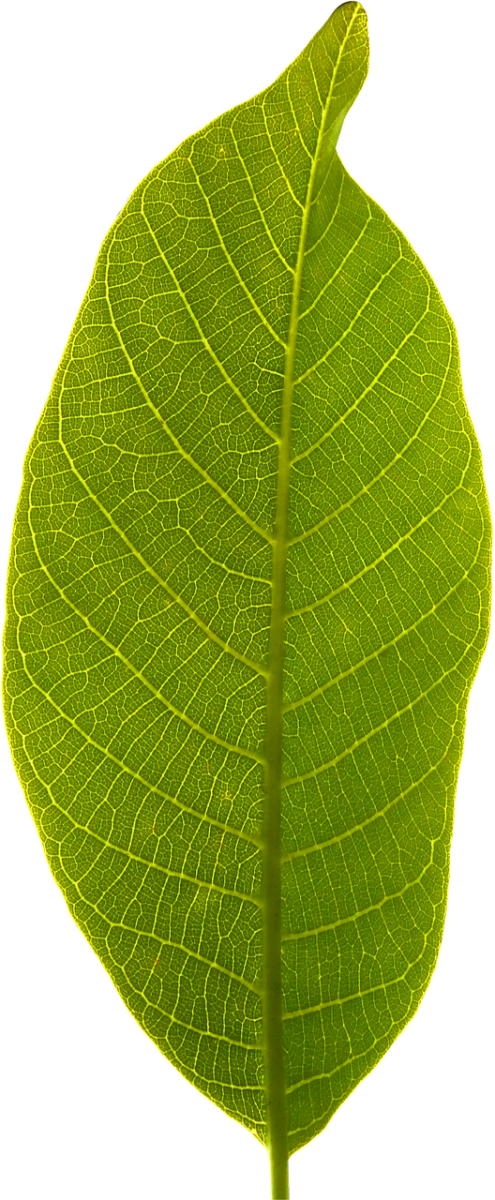 leaf, transparent background, cropped, green leaf, iphone wallpaper, leaf, nature, leaf, leaf, leaf, leaf, green leaf